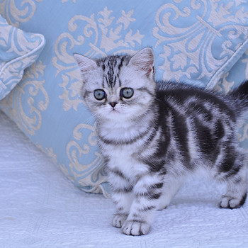 Британский котёнок