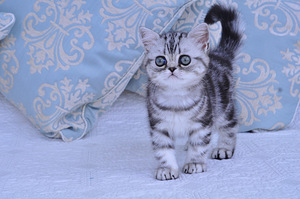 Британский котёнок (2 фото из 7)