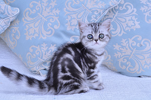 Британский котёнок (3 фото из 7)