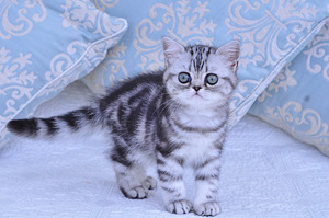 Британский котёнок (4 фото из 7)