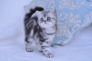 Британский котёнок (5 фото из 7)