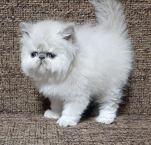 Персидские котята (1 фото из 8)
