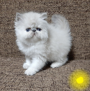 Персидские котята (2 фото из 8)