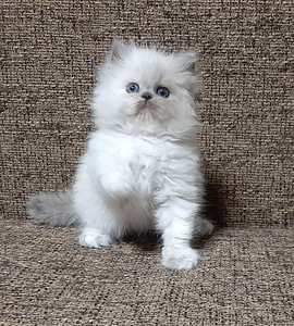 Персидские котята (3 фото из 8)