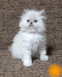 Персидские котята (4 фото из 8)
