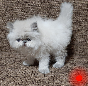 Персидские котята (6 фото из 8)