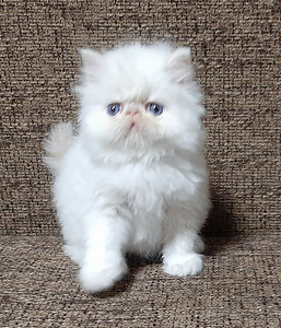 Персидские котята (8 фото из 8)