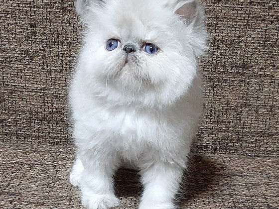 Персидские котята