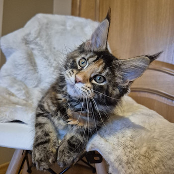 Mainecoon