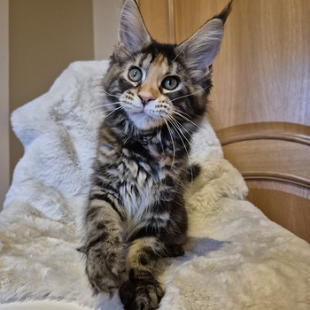 Mainecoon