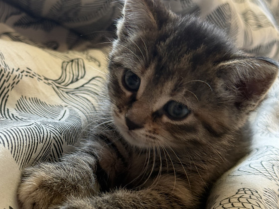 Отдам котиков