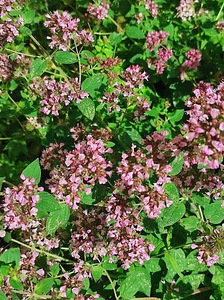 PUNE /OREGANO (1 foto / 2)