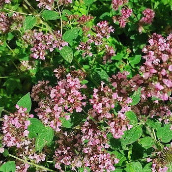 PUNE /OREGANO