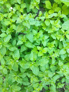PUNE /OREGANO (2 foto / 2)