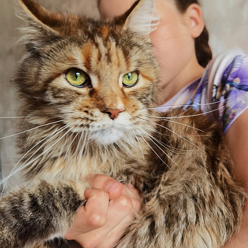 Maine Coon