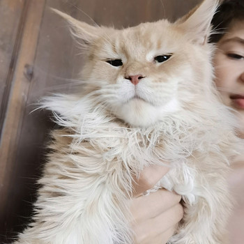 Maine Coon