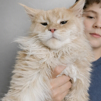 Maine Coon