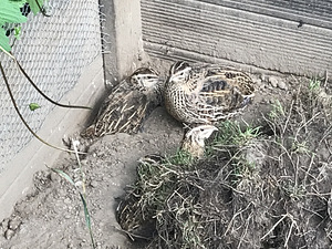 Vutid, Quail (4 foto / 4)