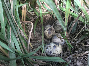 Vutid, Quail (2 foto / 4)