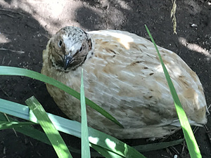 Vutid, Quail (1 foto / 4)