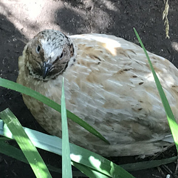 Vutid, Quail