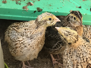 Vutid, Quail (3 foto / 4)