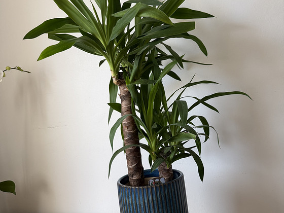 Yukka ~95 cm