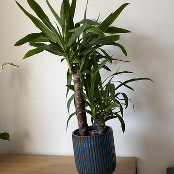 Yukka ~95 cm