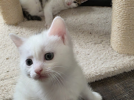 Котята