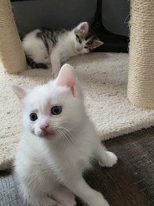 Котята (1 фото из 10)