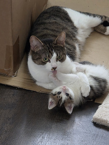Котята (2 фото из 10)