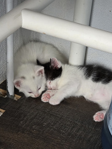 Котята (3 фото из 10)