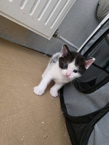 Котята (4 фото из 10)