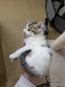 Котята (6 фото из 10)