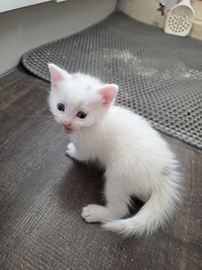 Котята (7 фото из 10)