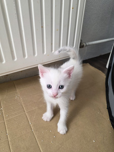 Котята (5 фото из 10)