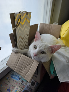 Котята (10 фото из 10)
