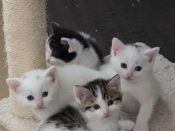 Котята