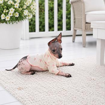 Amerikan naked terrier