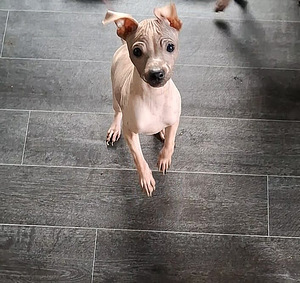 Amerikan naked terrier (3 foto / 5)
