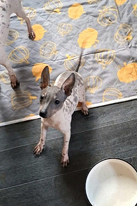 Amerikan naked terrier (4 foto / 5)