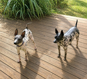Amerikan naked terrier (5 foto / 5)