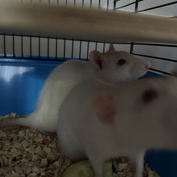 Müüa 2 armast albiino rotipoega