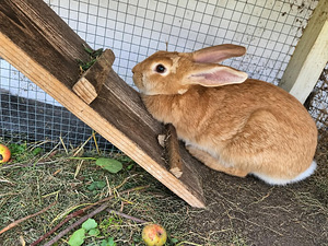 Küülikupojad (2 foto / 2)