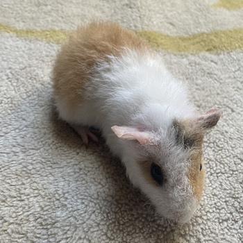 Merisiga