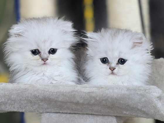 Scottish Straight — Scottish Fold