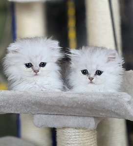 Scottish Straight — Scottish Fold (1 фото из 9)