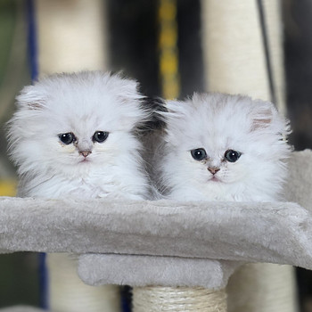 Scottish Straight - Scottish Fold