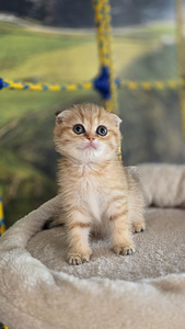 Scottish Straight — Scottish Fold (4 фото из 9)