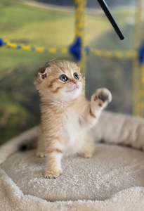 Scottish Straight — Scottish Fold (5 фото из 9)